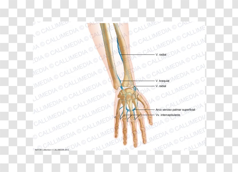 Finger Intercapitular Veins Of The Hand Forearm - Flower Transparent PNG