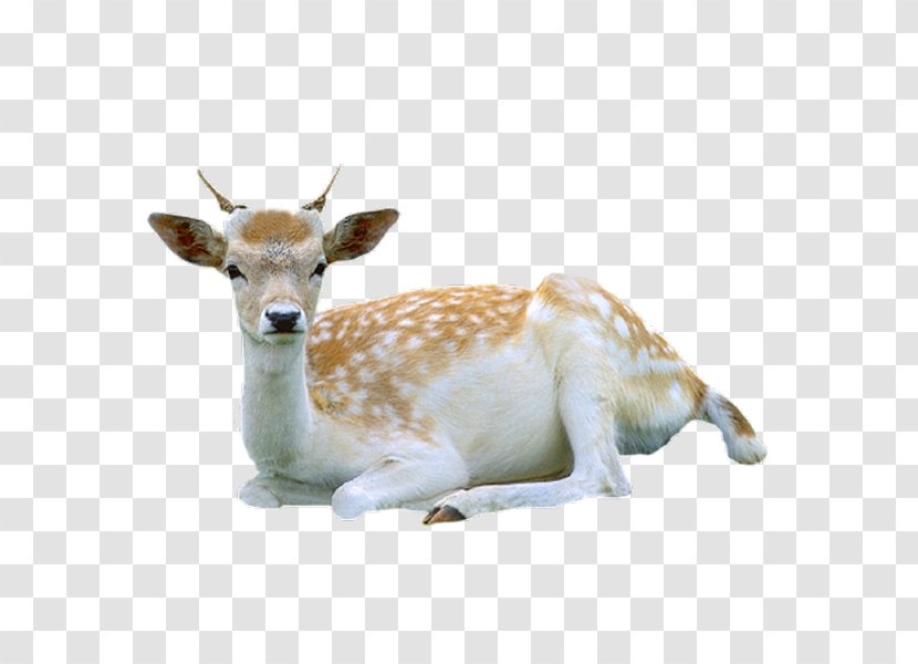 Reindeer Roe Deer Red Tiger - Tummy Transparent PNG