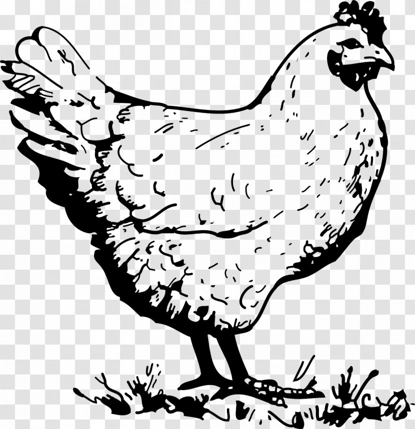 Wyandotte Chicken Galliformes Rooster Poultry Clip Art - Line - Paint Transparent PNG