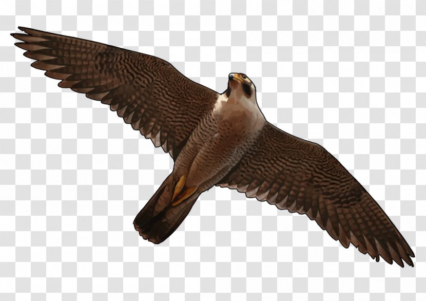 Bird Flight Heron Buzzard Falcon Transparent PNG