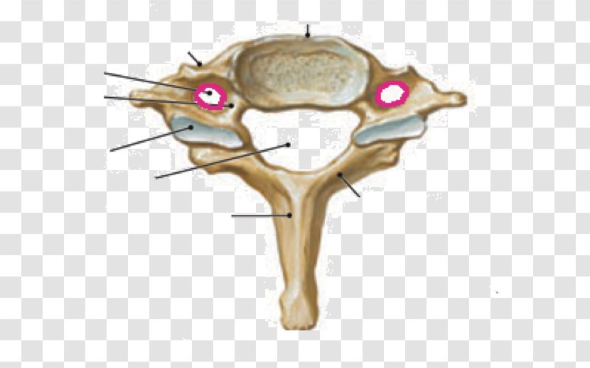 Cervical Vertebrae Human Vertebral Column Atlas - Jaw - Scalene Muscles Transparent PNG