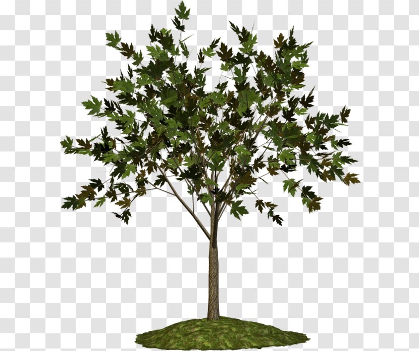 Twig Plane Trees Plant Blog - Tree Transparent PNG