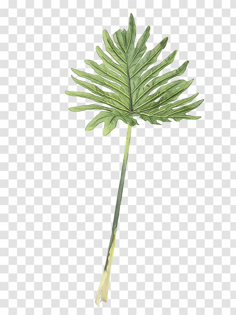 Palm Tree Background - Plant - Arum Family White Pine Transparent PNG