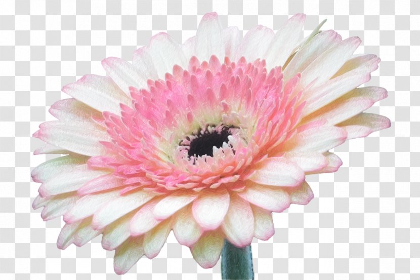 Transvaal Daisy Flower - Petal - Gerbera Transparent PNG