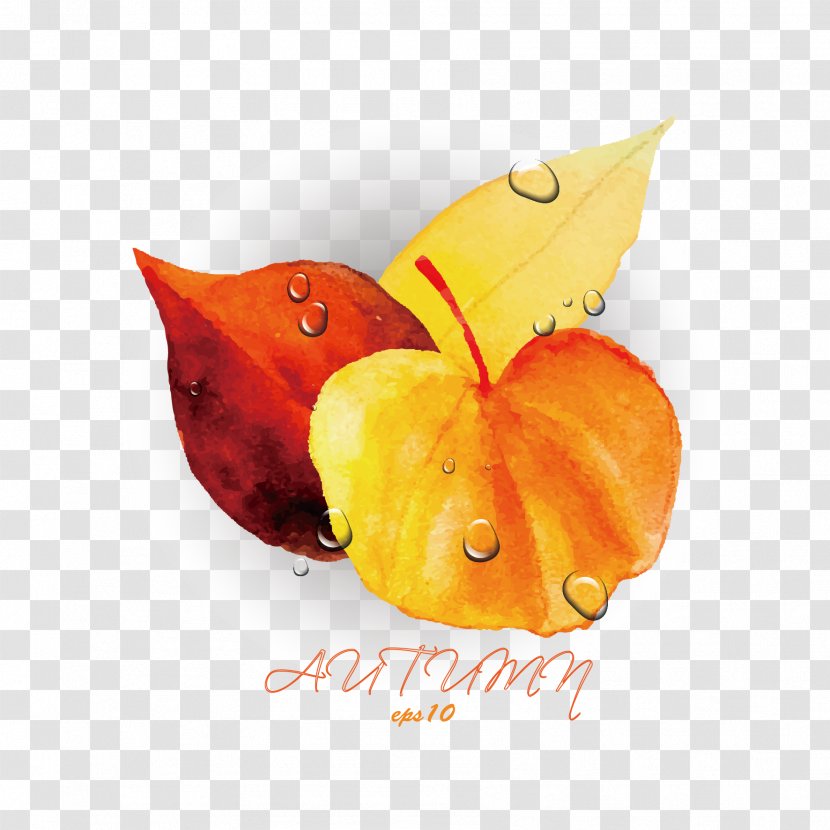 Orange Autumn Leaf - Red - Vector Leaves And Drops Of Water Transparent PNG