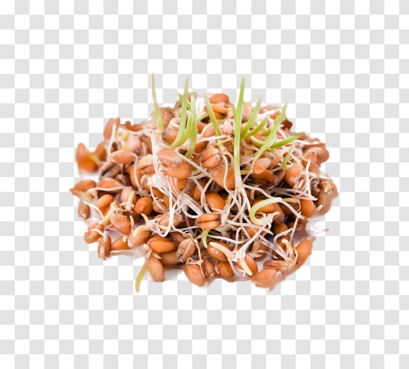 Sprouting Sprouted Bread Wheat Food Gluten-free Diet Transparent PNG