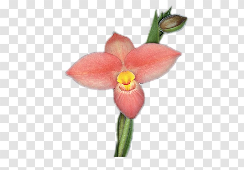 Moth Orchids Orchidea Plant Stem Cattleya Cut Flowers - Leaflet - Orchid Transparent PNG