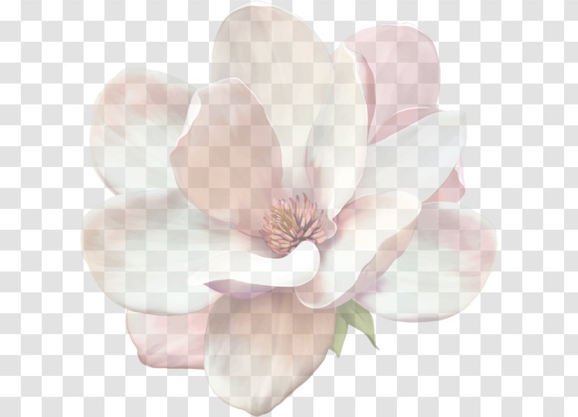 Petal Flowering Plant Flower White Pink - Blossom - Southern Magnolia Transparent PNG