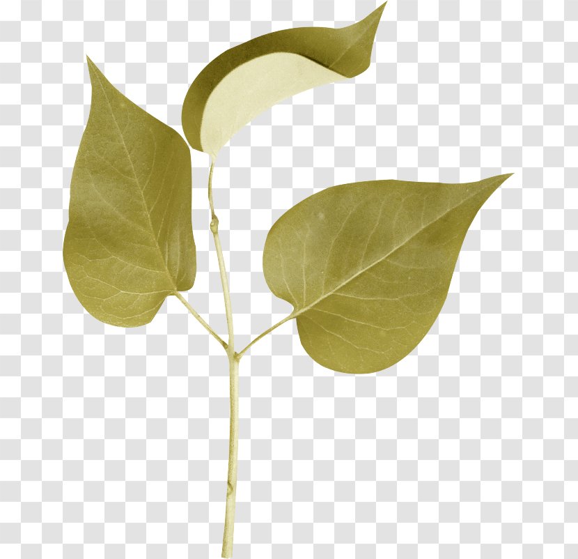 Leaf Branch Plant Stem Clip Art - Ucoz Transparent PNG
