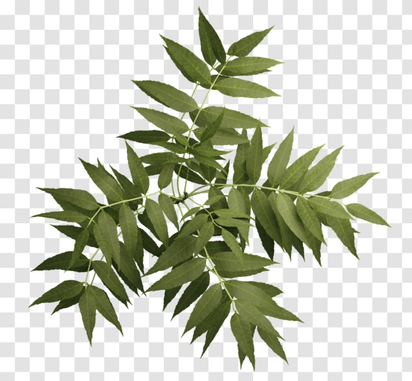 Askur Ulmus Minor Tree Twig Plant - Forest Transparent PNG
