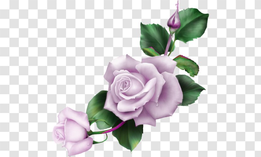Blue Rose Flower Garden Roses Clip Art - Artificial Transparent PNG