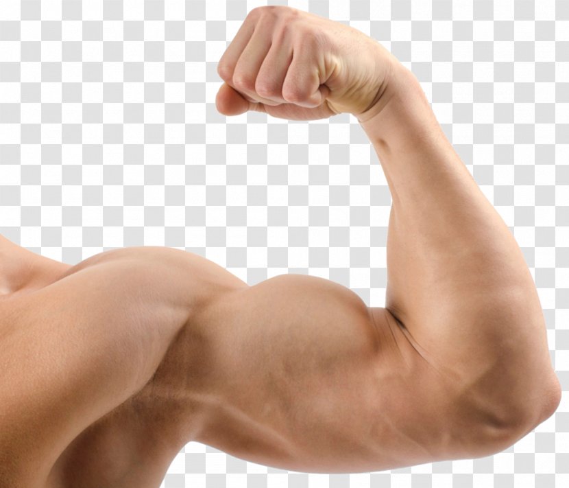 Muscle Lean Body Mass Protein Human Exercise - Tree - Biceps Icon Transparent PNG