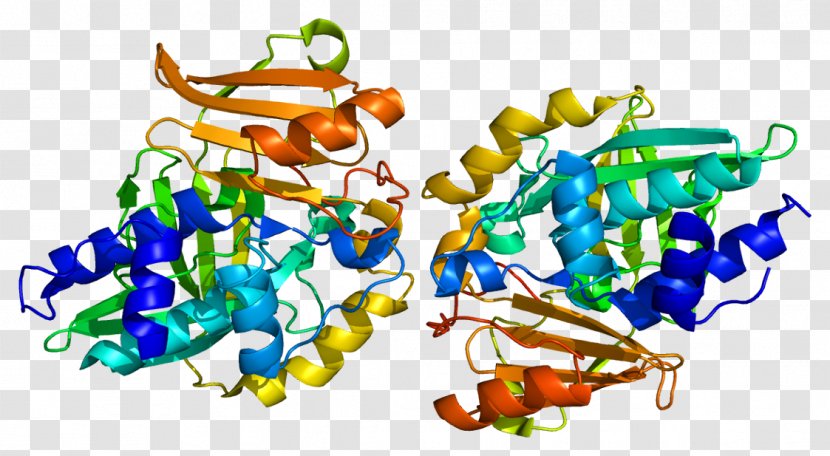 N-acetyltransferase 2 1 Enzyme - Organism - Acetyl Group Transparent PNG