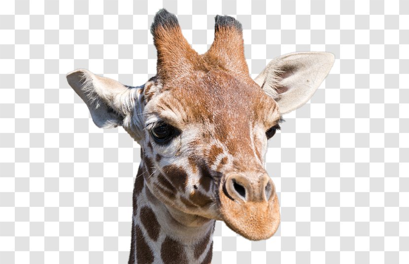 Giraffe Neck Terrestrial Animal Snout Wildlife - Giraffa Transparent PNG
