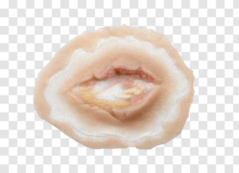 Animal Fat Lip Jaw - Wound Transparent PNG