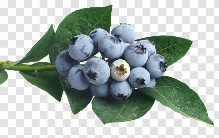 Juice Punch Blueberry Flavor Syrup - Bilberry - Fruit Pictures Transparent PNG