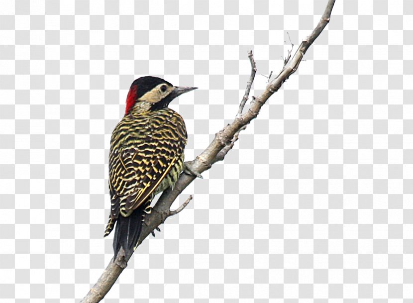 Northern Flicker Woodpecker Bird Finches - Finch - Wood Pecker Transparent PNG