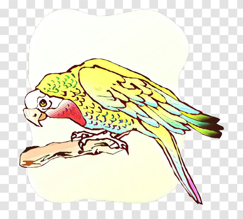 Macaw Clip Art Parakeet Illustration Beak - Budgie - Falconiformes Transparent PNG