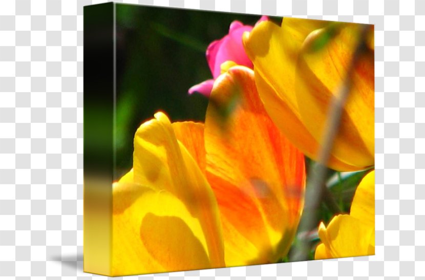 Close-up Desktop Wallpaper Computer - Macro Photography Transparent PNG