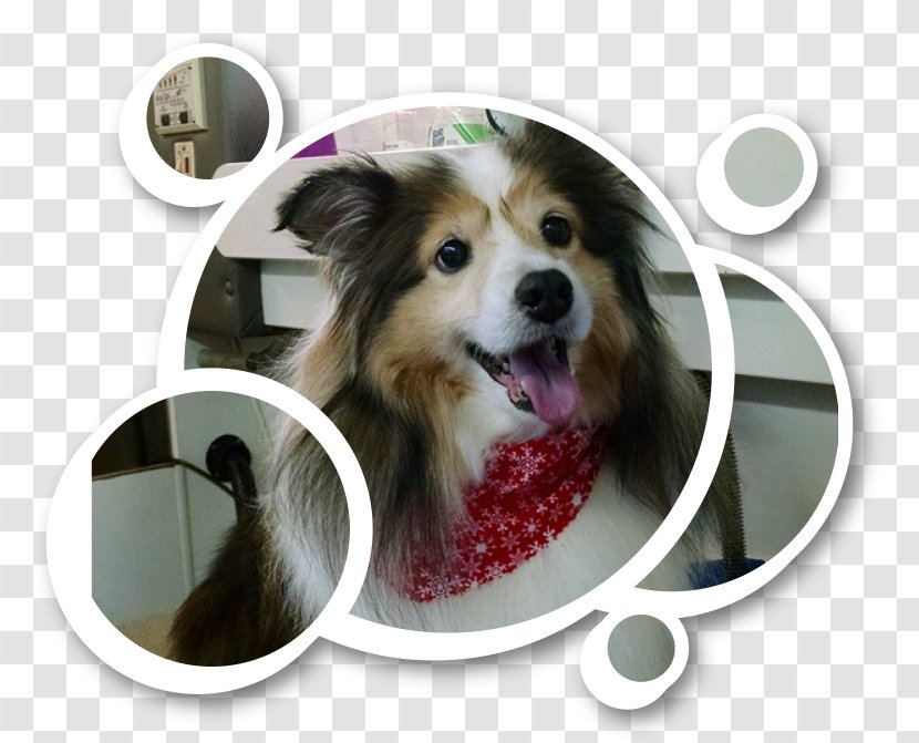 Dog Breed Grooming Paw Puppy Transparent PNG