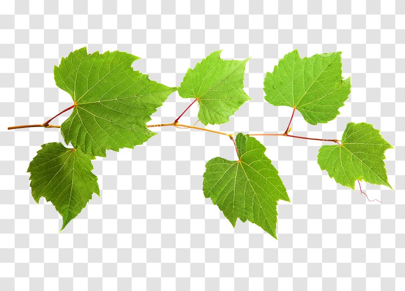 Grape Twig Plant Stem Leaf Transparent PNG