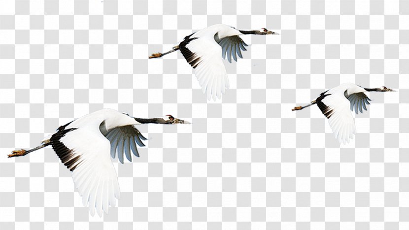 Red-crowned Crane Bird Flight - Flying Line Transparent PNG