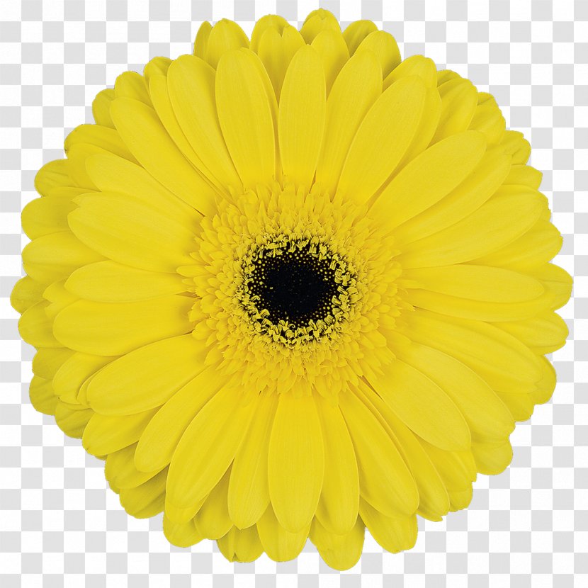 Cut Flowers Transvaal Daisy Yellow Blume - Rose - Gerbera Transparent PNG