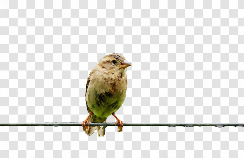 Bird Beak Finch Atlantic Canary Songbird Transparent PNG