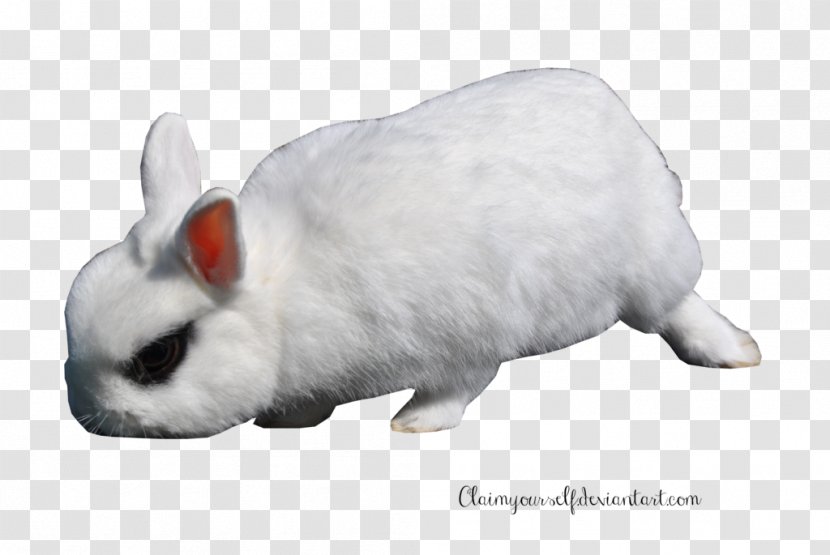 White Rabbit Hare European Domestic - Snout Transparent PNG