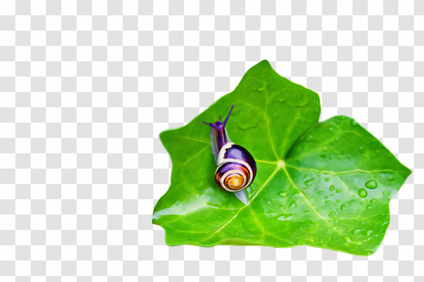 Leaf Pollination Insect Butterflies Bees Transparent PNG