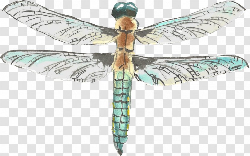 Watercolor Painting Drawing - Dragonfly - Painted Transparent PNG