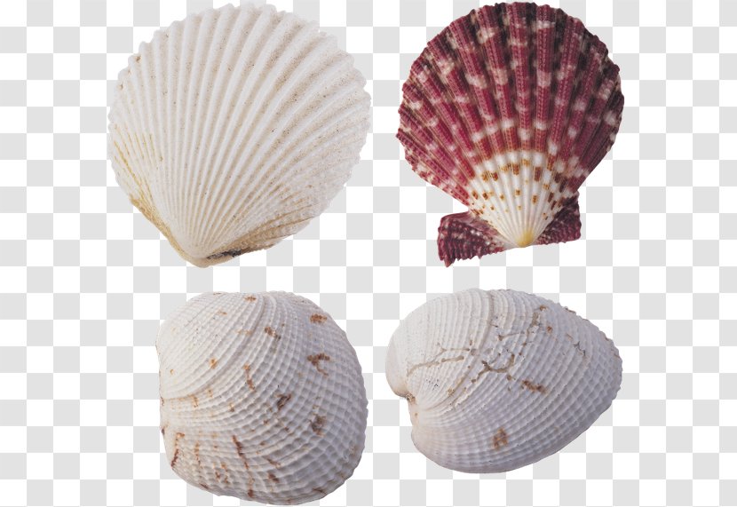 Seashell Desktop Wallpaper Shellfish Animaatio - Cockle Transparent PNG