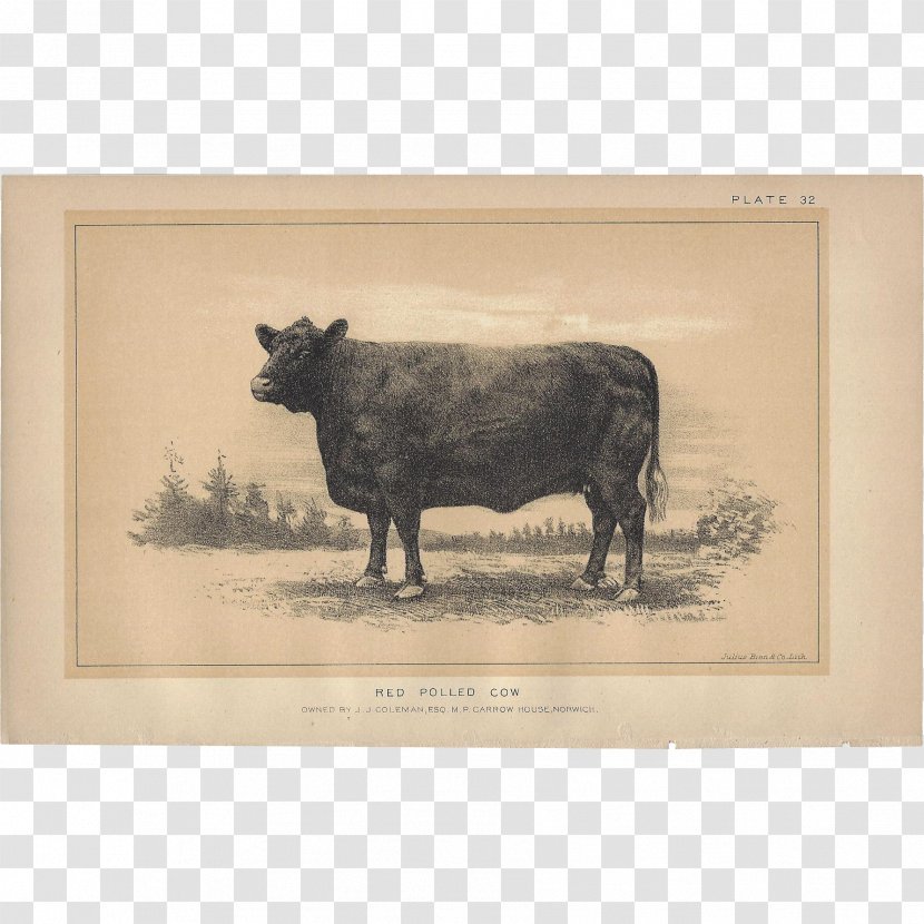 Jersey Cattle Highland Taurine Ox Zazzle - Like Mammal - Cow Transparent PNG