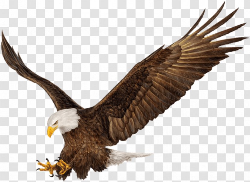 Bald Eagle Bird Clip Art Image Transparent PNG