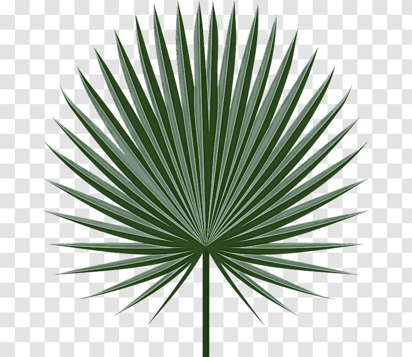 Palm Tree Transparent PNG