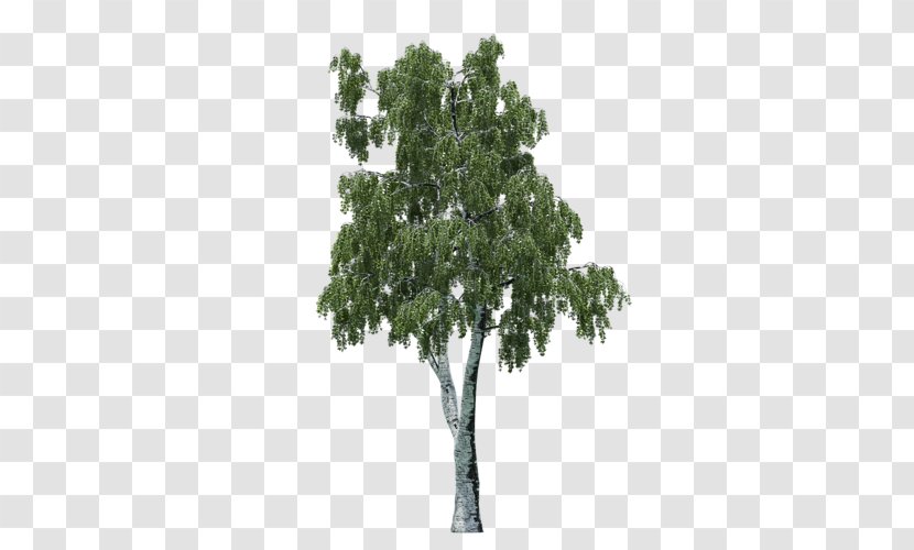 Branch Tree Lepidodendron Oak Coast Redwood - 132 Scale Transparent PNG