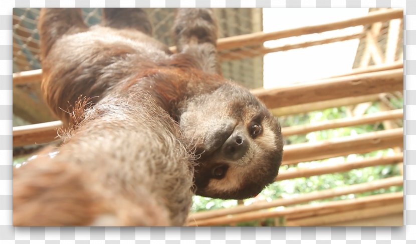 Baby Sloths Animal Selfie Three-toed Sloth Transparent PNG
