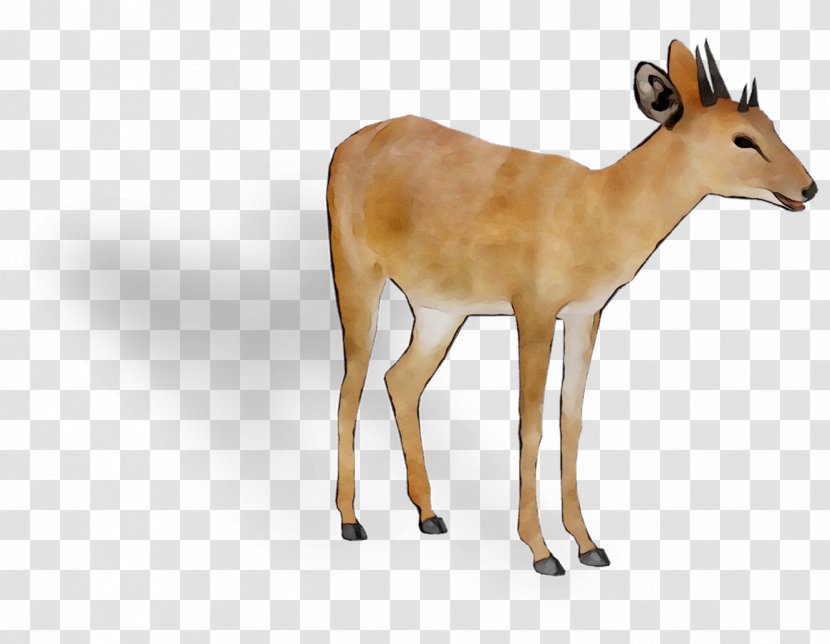 White-tailed Deer Moschus GAZELLE M Fauna - Terrestrial Animal - Vertebrate Transparent PNG