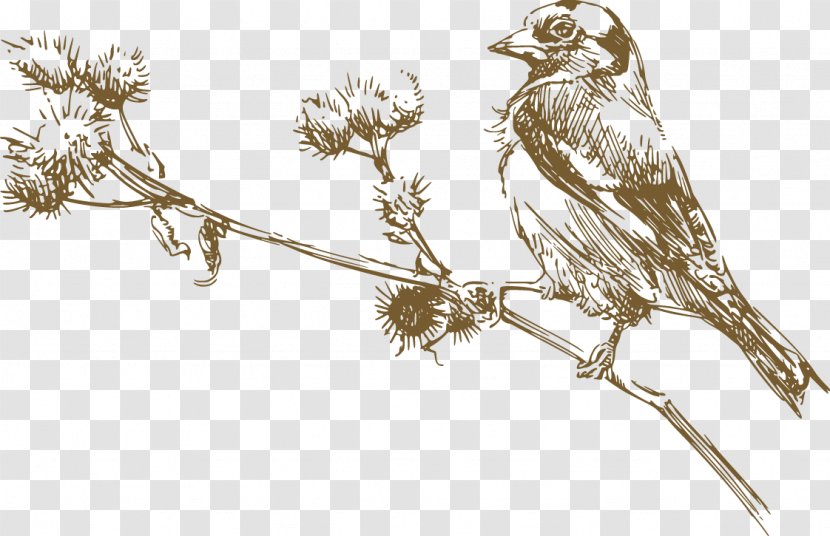 Bird Euclidean Vector Drawing Illustration - Tail - Sparrow On The Branch Transparent PNG