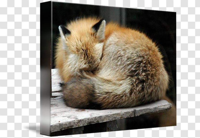 Red Fox Whiskers Fur Fauna Snout - Mammal - Drawing Transparent PNG