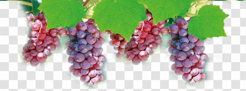 Grape Computer File - Food Transparent PNG