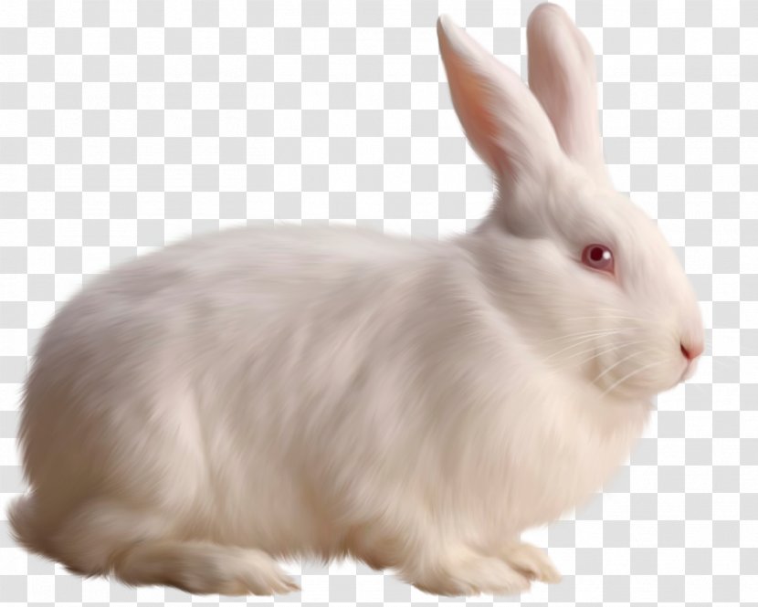 Rabbit Clip Art - Leporids - White Image Transparent PNG