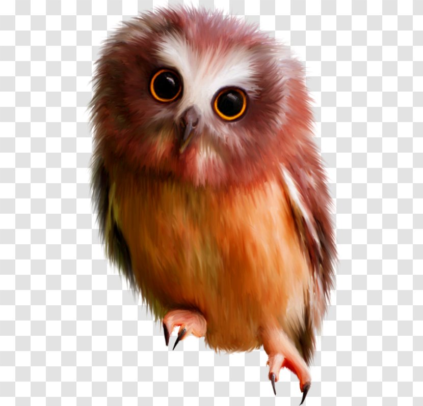 Hiboux & Chouettes Bird Little Owl Clip Art - Eye Transparent PNG