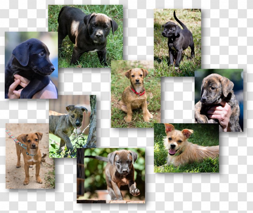 Dog Breed Stepping Stones Canine Rescue Puppy - Crossbreeds Transparent PNG
