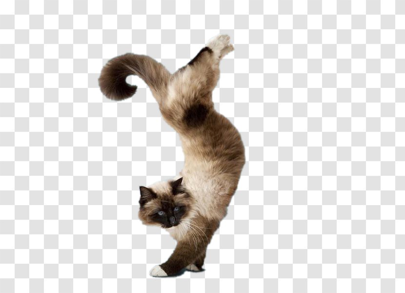 Yoga Cats: The Purrfect Workout Dogs Kitten - Naughty Transparent PNG