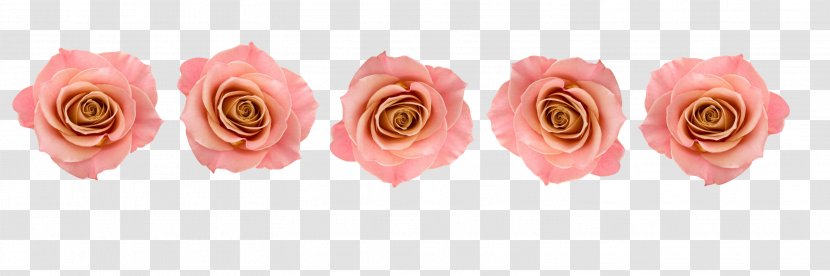 Garden Roses Conspire Pink Cut Flowers - Rose Family - Love Affair Transparent PNG