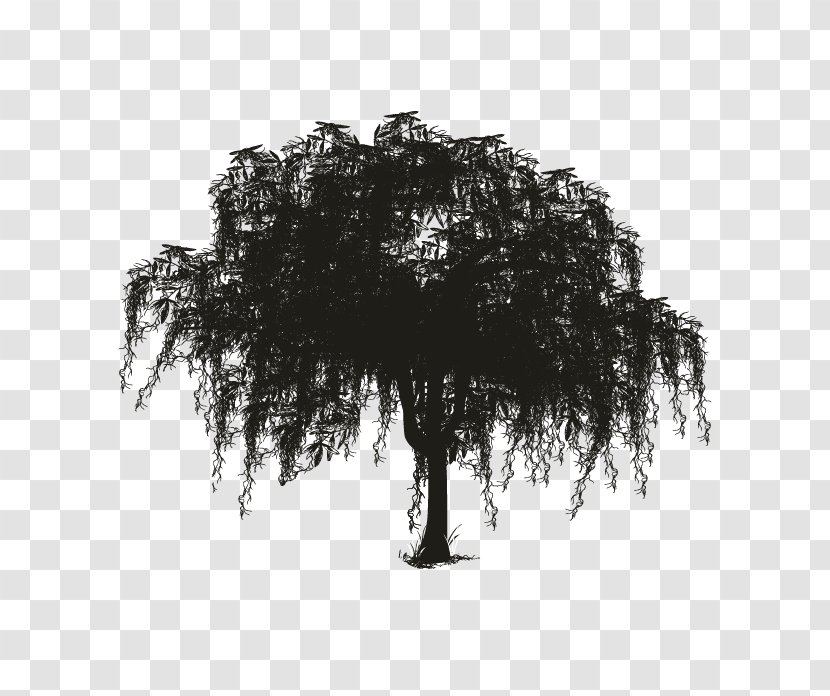 Tree Spanish Moss Woody Plant Silhouette - Southern Live Oak Transparent PNG