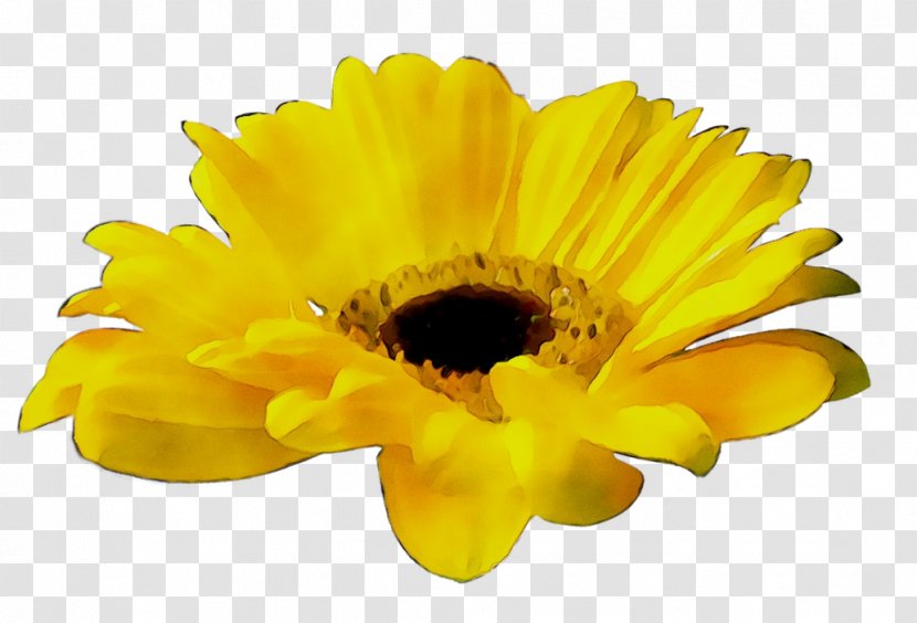 Platte International Transvaal Daisy Chrysanthemum Sunflower Record Label - Perennial Plant - Yellow Transparent PNG