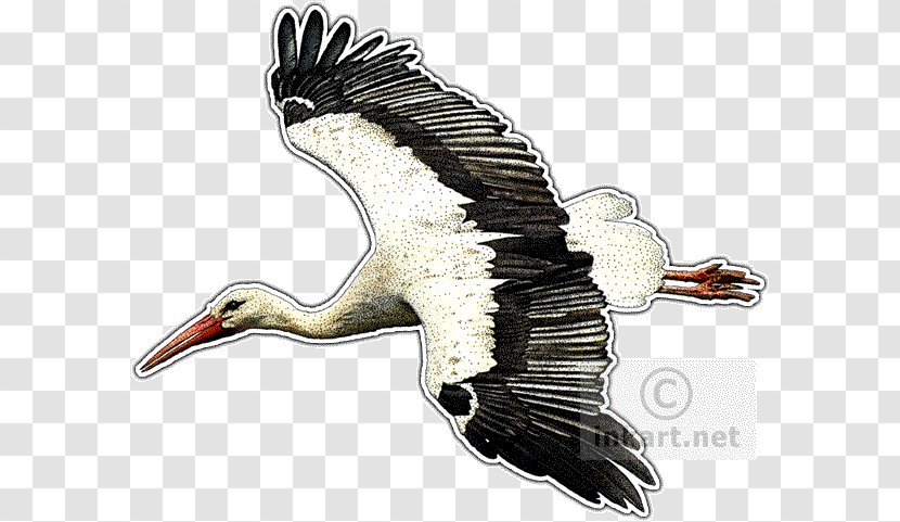 White Stork Vulture Bird Drawing - Of Prey Transparent PNG