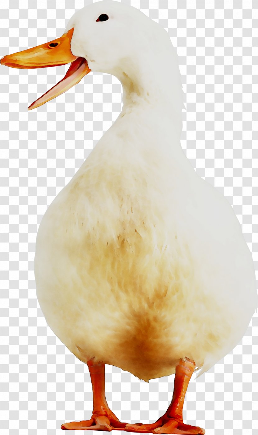 Duck Goose Fauna Feather Beak - Bird Transparent PNG